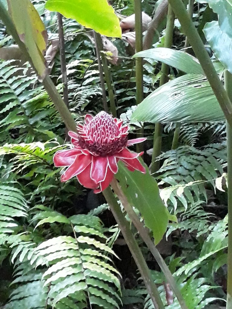 Red flower